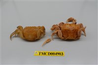 藏品(中型東方蟹)的圖片